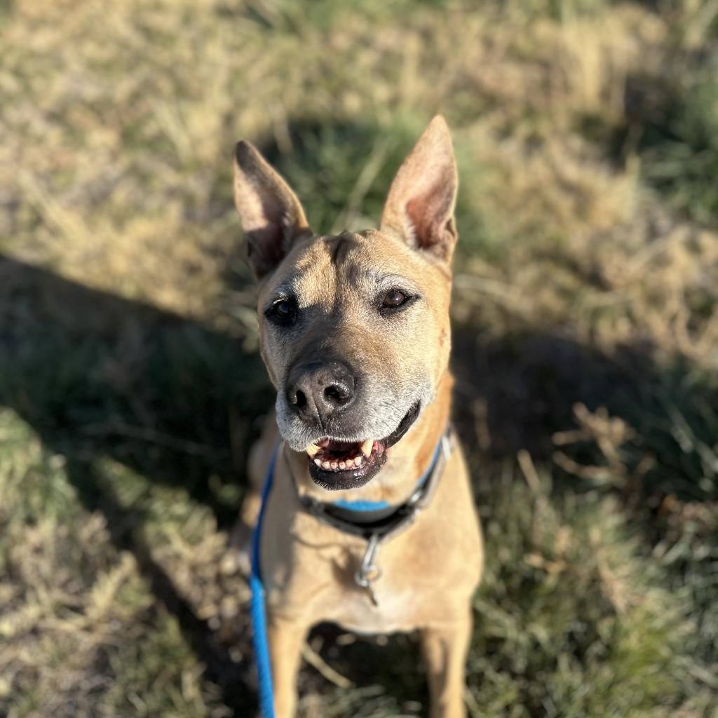 Kilo, an adoptable Mixed Breed in Spanish Fork, UT, 84660 | Photo Image 3