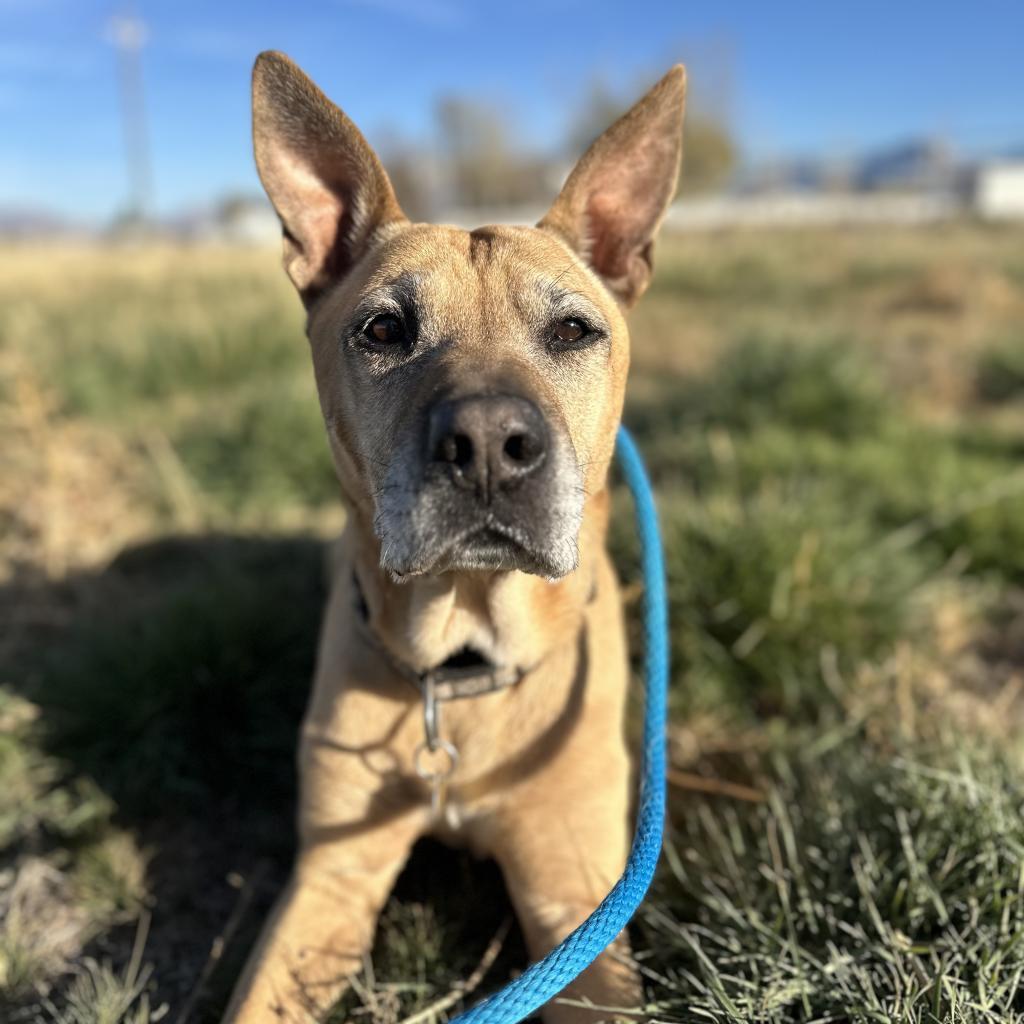 Kilo, an adoptable Mixed Breed in Spanish Fork, UT, 84660 | Photo Image 4