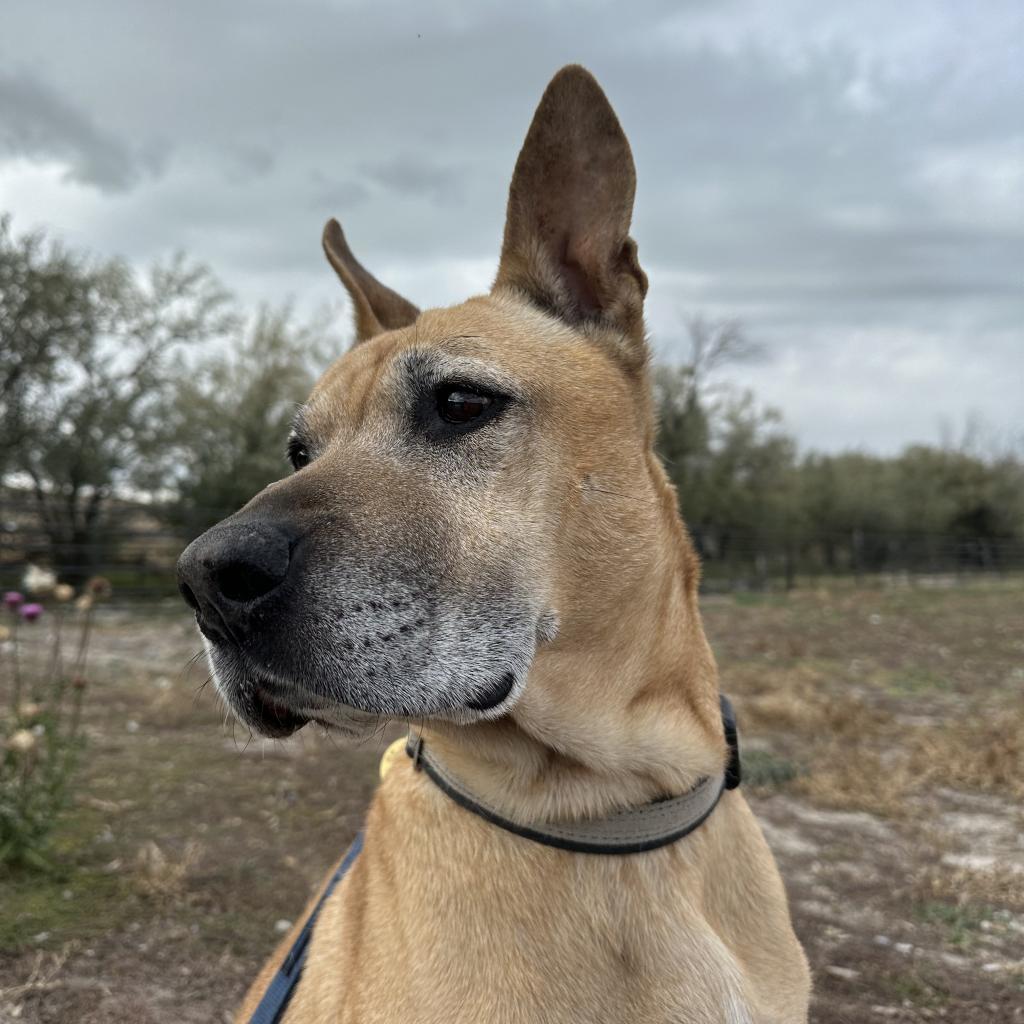 Kilo, an adoptable Mixed Breed in Spanish Fork, UT, 84660 | Photo Image 5