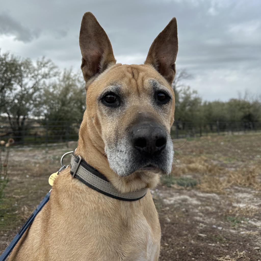 Kilo, an adoptable Mixed Breed in Spanish Fork, UT, 84660 | Photo Image 6