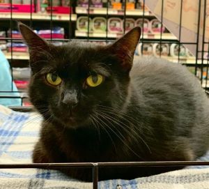 I am shy but sweet I would like a forever home of my own Please adopt me todayAll adopters must