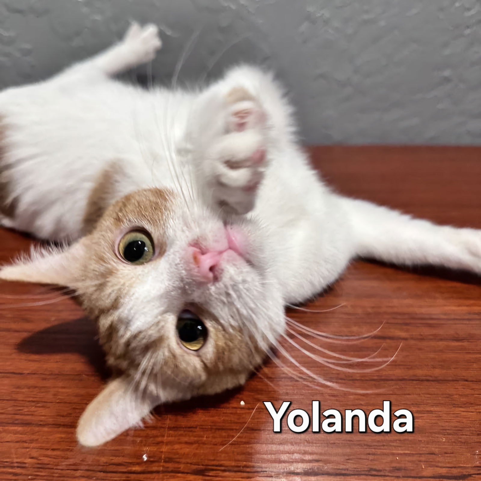 Yolanda