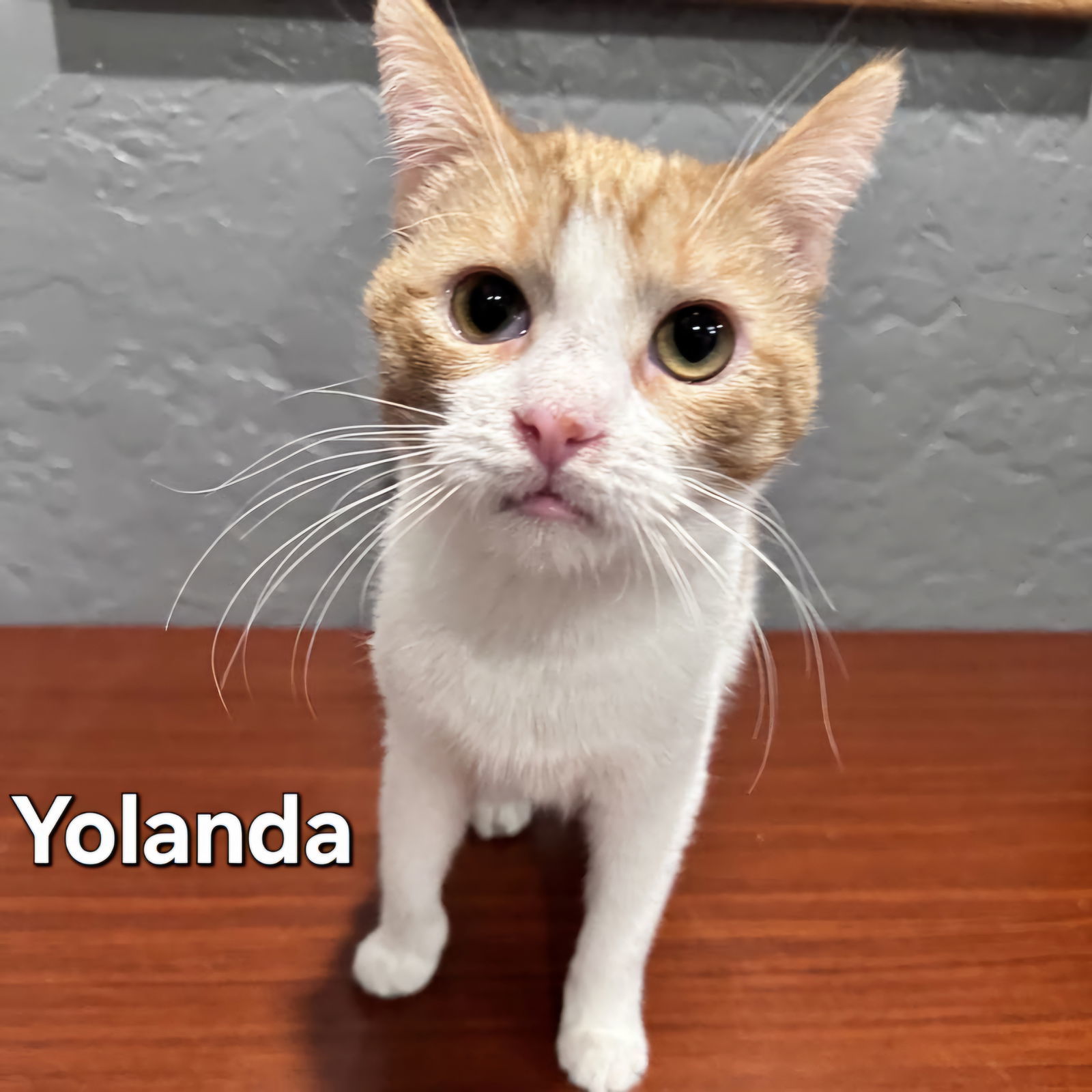 Yolanda