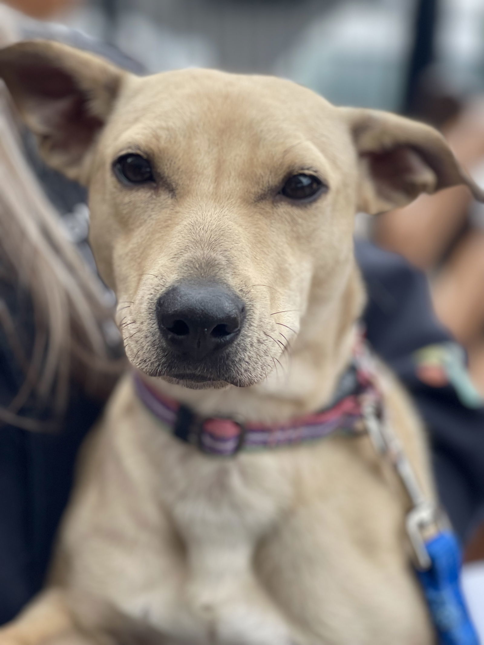 Pip