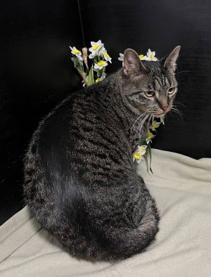 RescueCats IncDate of birth 32021 Photos taken on 21825 Very sweet and quiet kitty She is s