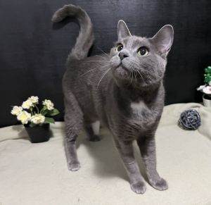 Branch Domestic Short Hair Cat