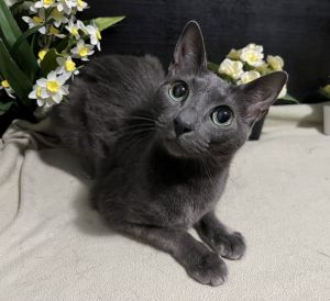 Van Domestic Short Hair Cat