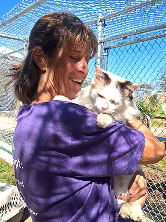 Sebastian, an adoptable Ragdoll, Domestic Long Hair in Magnolia Springs, AL, 36555 | Photo Image 1