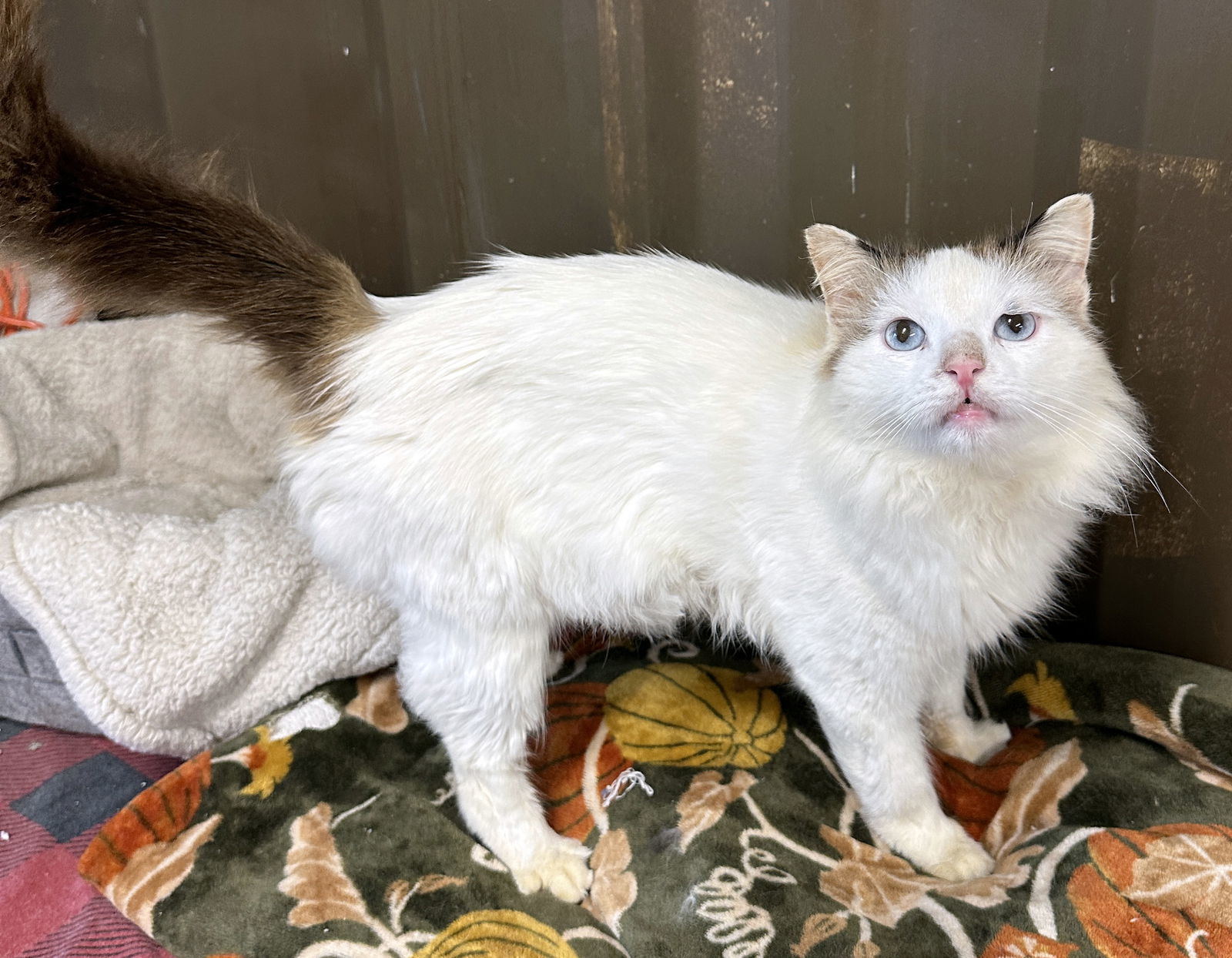 Sebastian, an adoptable Ragdoll, Domestic Long Hair in Magnolia Springs, AL, 36555 | Photo Image 2