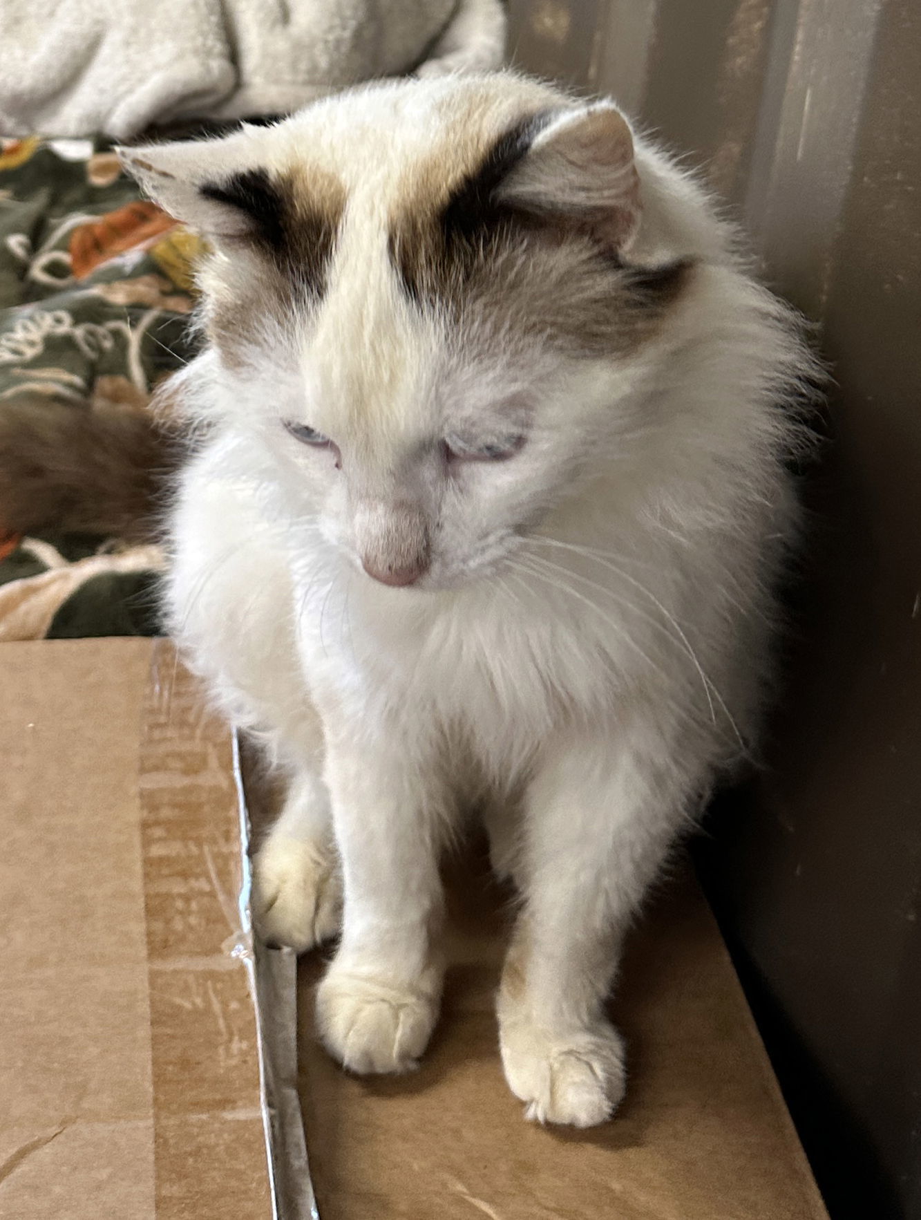 Sebastian, an adoptable Ragdoll, Domestic Long Hair in Magnolia Springs, AL, 36555 | Photo Image 3
