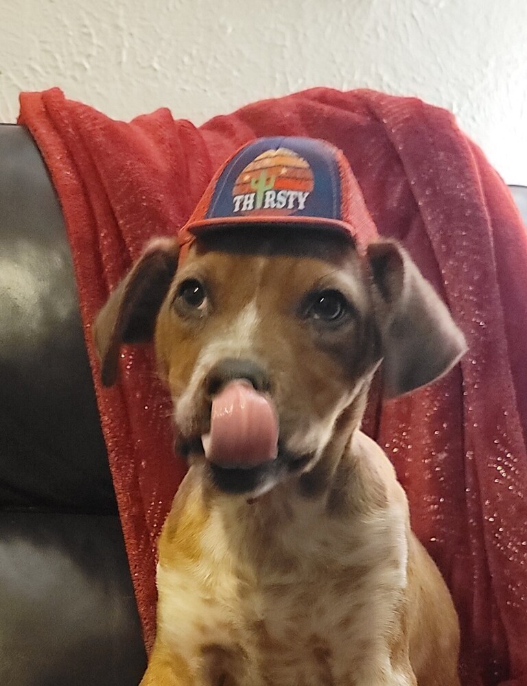 Donut