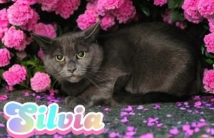 Silvia, Young Female Domestic Short Hair