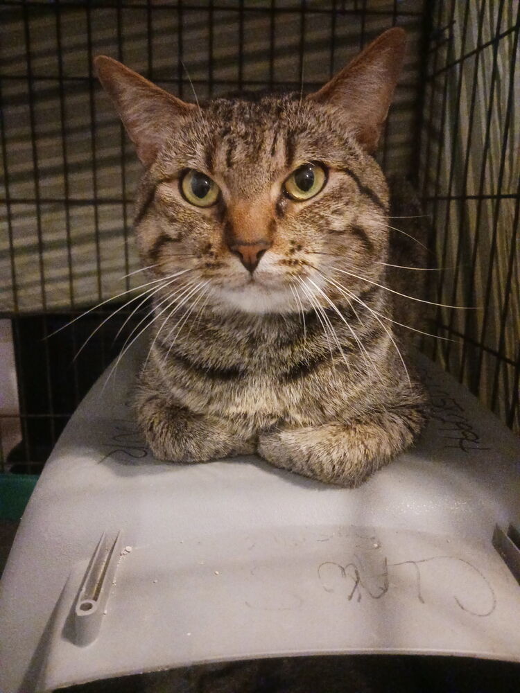 Skeeter