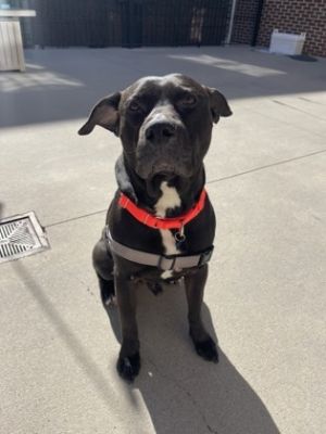 Disney Pit Bull Terrier Dog