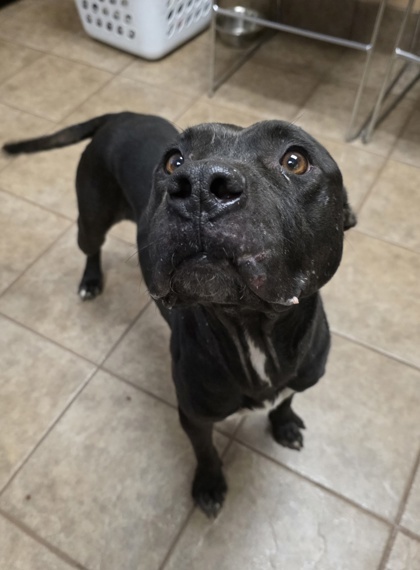 Rosie