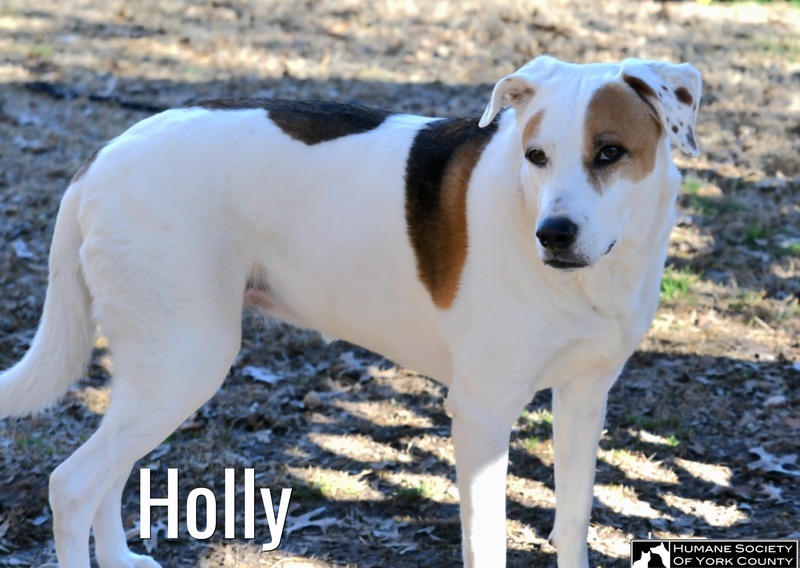Holly
