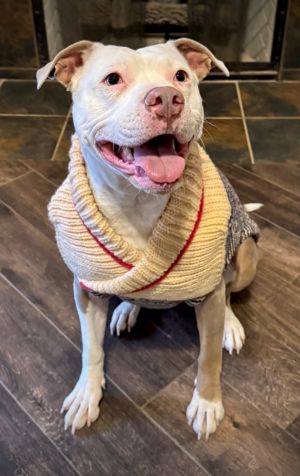 Sophie, Adult Female Pit Bull Terrier