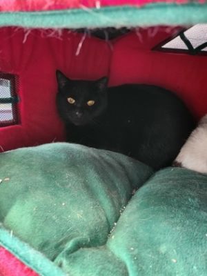 Charcoal, Adult Female Domestic Short Hair