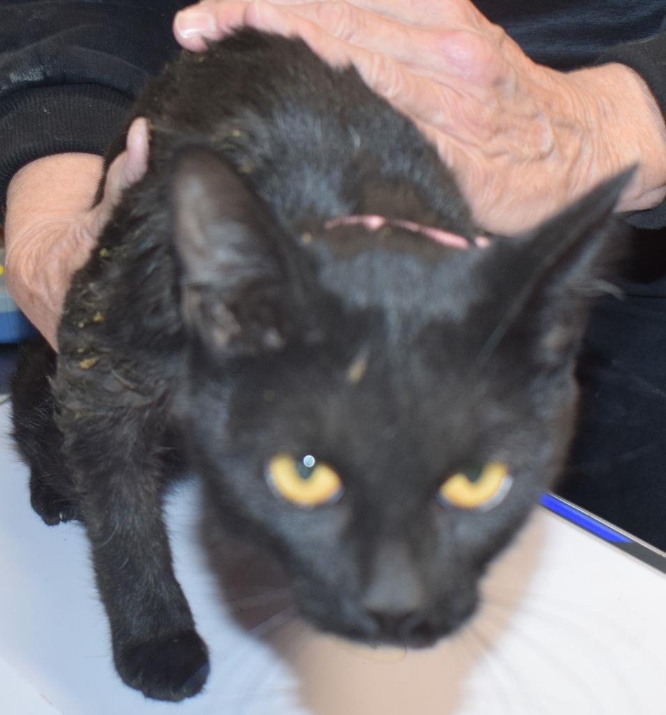 Star (Tails 5), an adoptable Domestic Short Hair in Pahrump, NV, 89048 | Photo Image 1