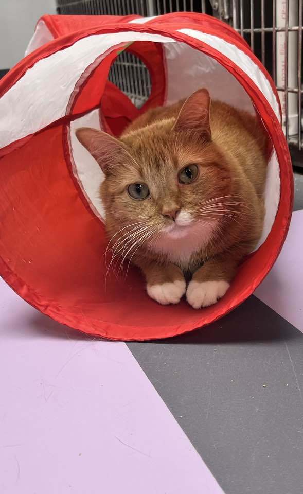 Butters