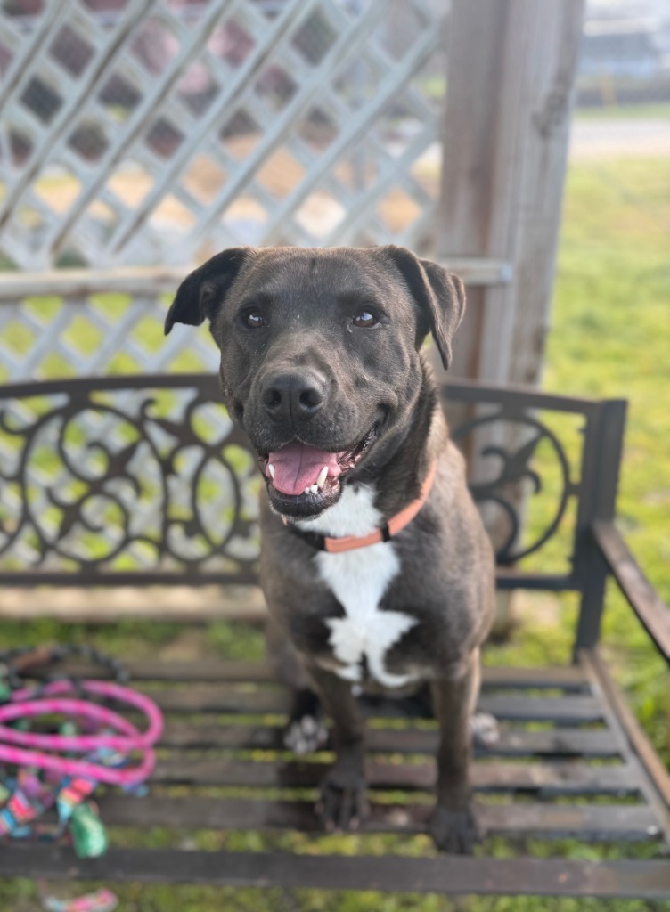 Belle, an adoptable Mastiff, Akita in Grants Pass, OR, 97526 | Photo Image 1