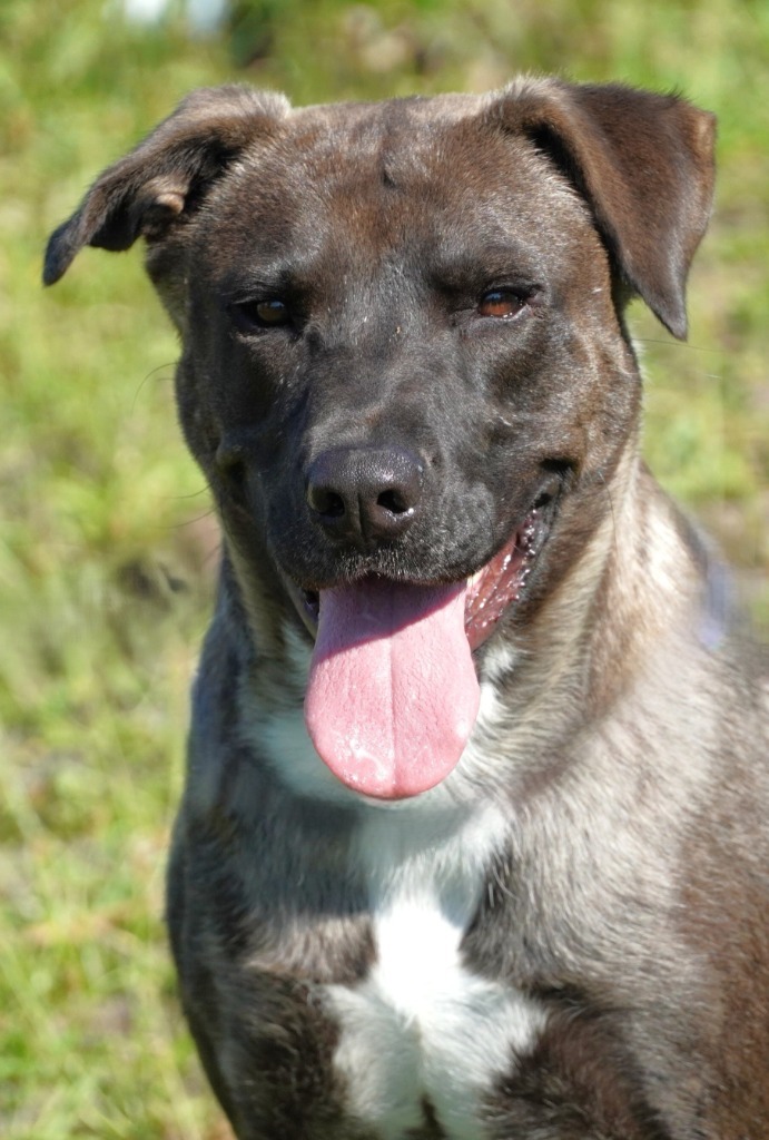 Belle, an adoptable Mastiff, Akita in Grants Pass, OR, 97526 | Photo Image 1