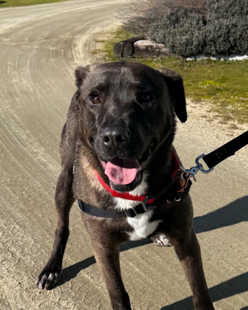 Belle, an adoptable Mastiff, Akita in Grants Pass, OR, 97526 | Photo Image 2