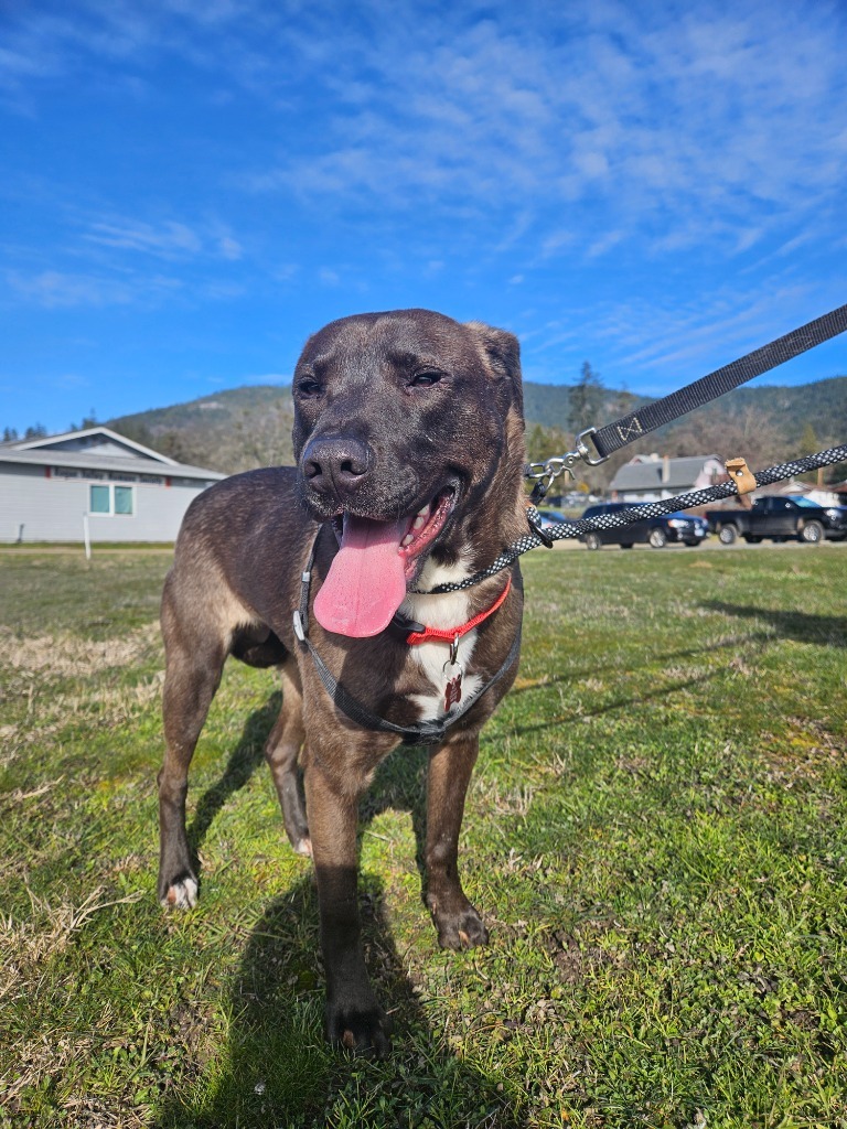 Belle, an adoptable Mastiff, Akita in Grants Pass, OR, 97526 | Photo Image 3