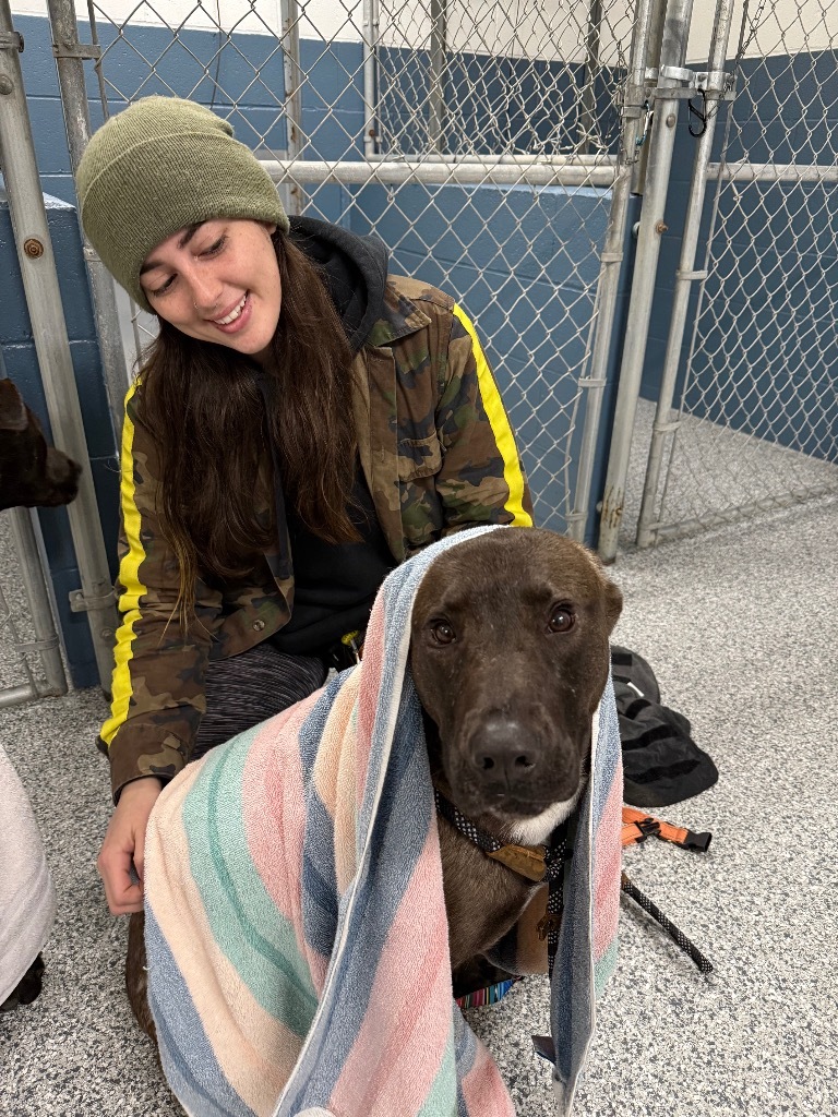 Belle, an adoptable Mastiff, Akita in Grants Pass, OR, 97526 | Photo Image 4