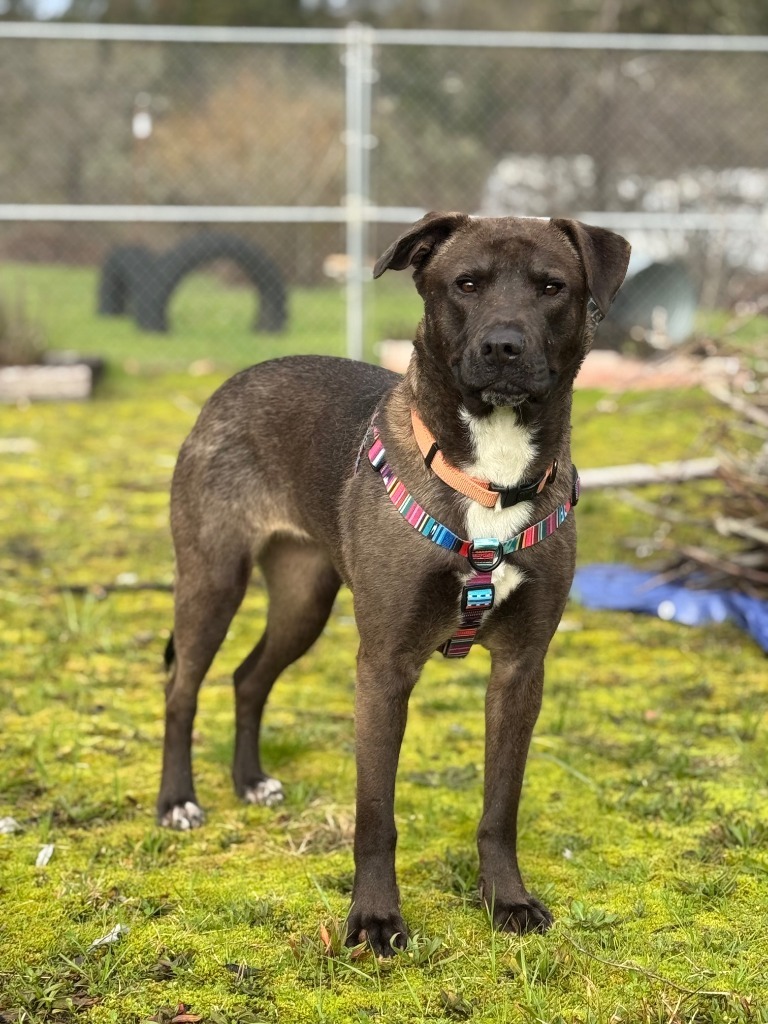 Belle, an adoptable Mastiff, Akita in Grants Pass, OR, 97526 | Photo Image 5