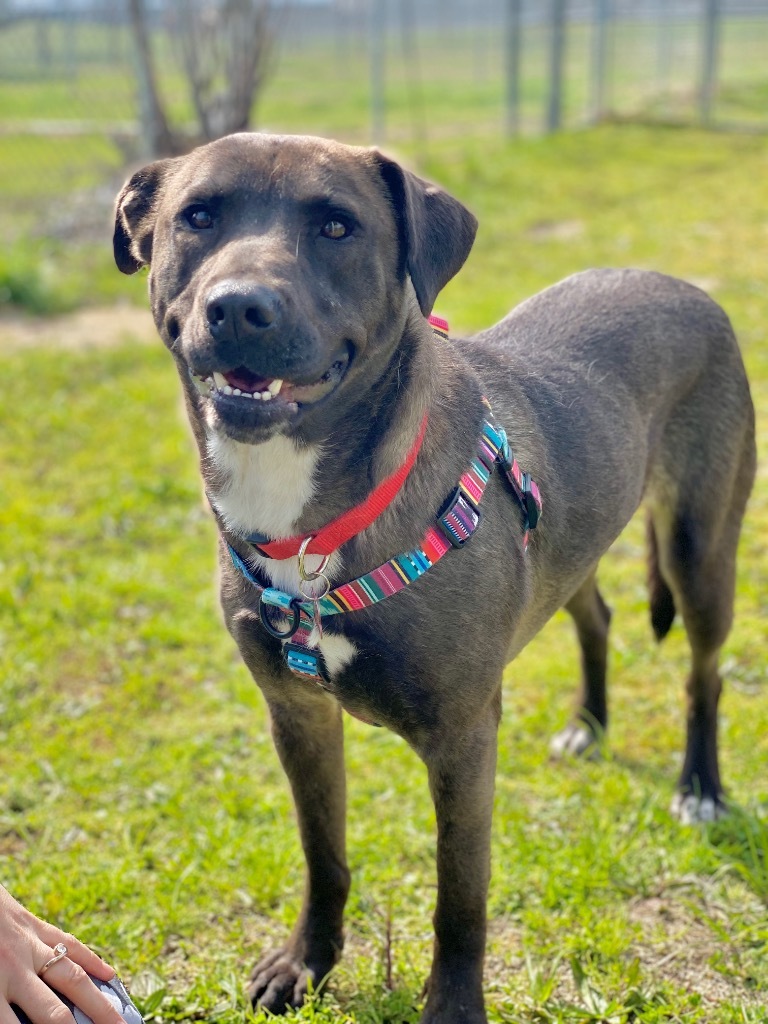 Belle, an adoptable Mastiff, Akita in Grants Pass, OR, 97526 | Photo Image 6