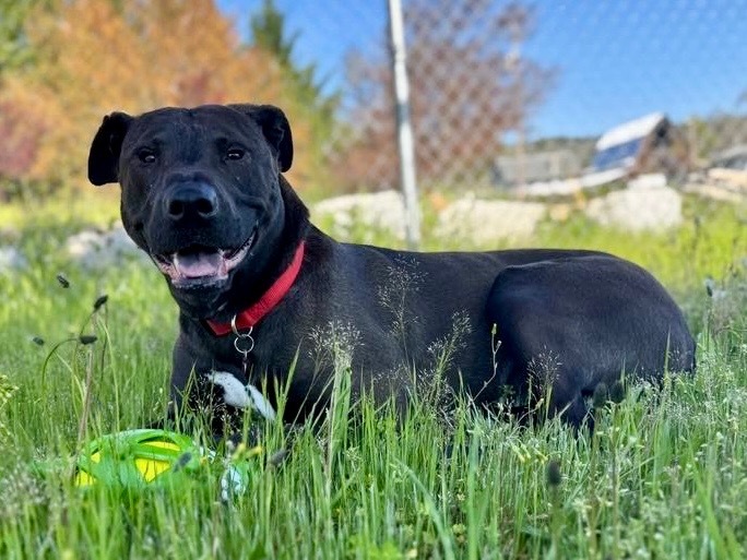 Sam, an adoptable Mastiff, Akita in Grants Pass, OR, 97526 | Photo Image 1