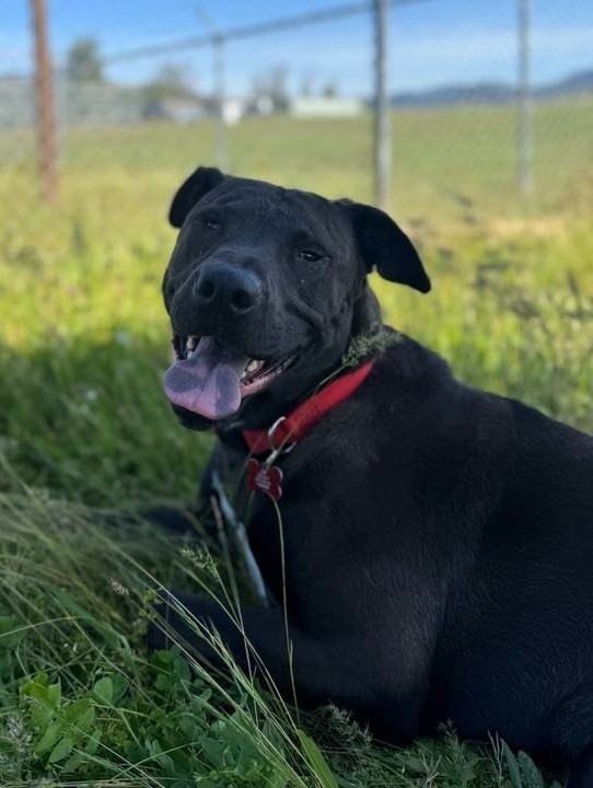 Sam, an adoptable Mastiff, Akita in Grants Pass, OR, 97526 | Photo Image 1