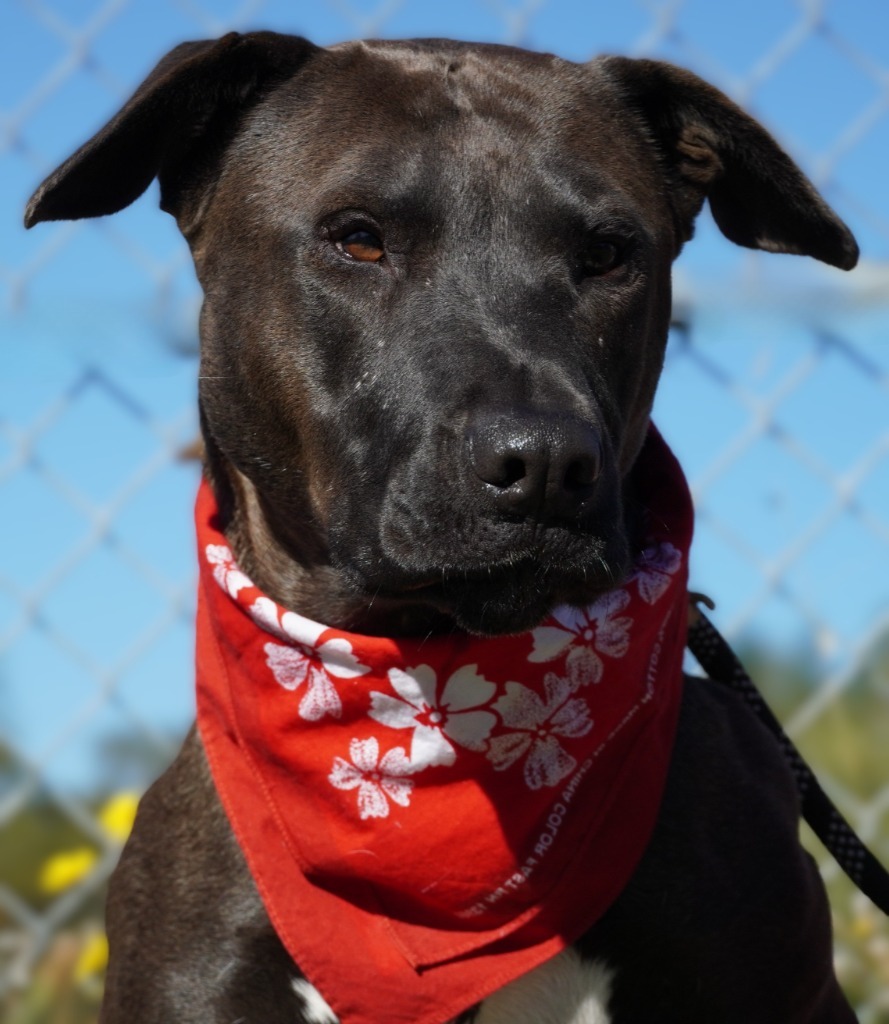 Sam, an adoptable Mastiff, Akita in Grants Pass, OR, 97526 | Photo Image 1