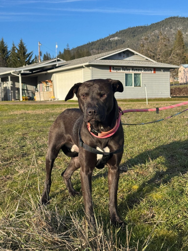 Sam, an adoptable Mastiff, Akita in Grants Pass, OR, 97526 | Photo Image 2