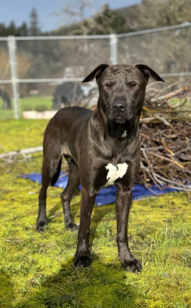 Sam, an adoptable Mastiff, Akita in Grants Pass, OR, 97526 | Photo Image 4