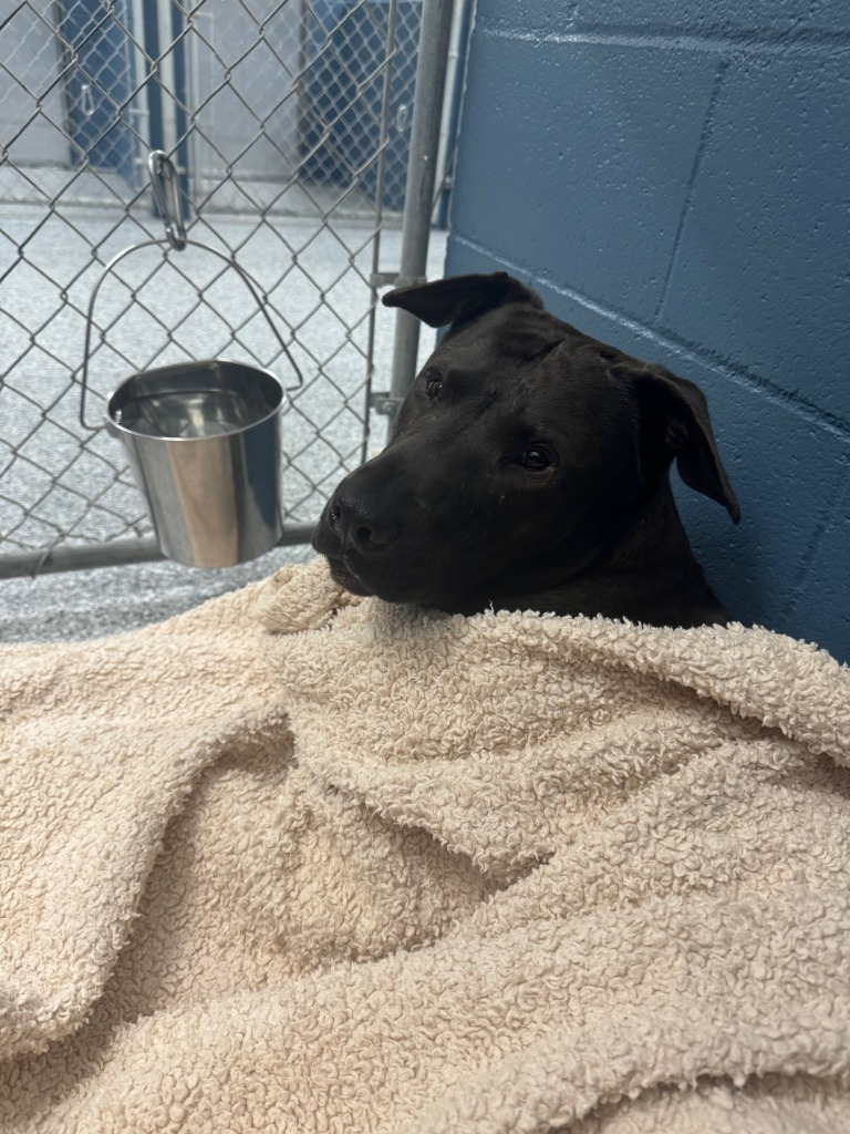 Sam, an adoptable Mastiff, Akita in Grants Pass, OR, 97526 | Photo Image 5