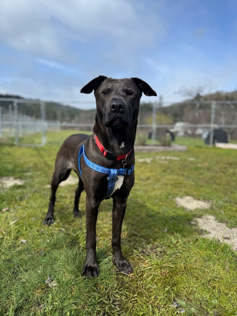 Sam, an adoptable Mastiff, Akita in Grants Pass, OR, 97526 | Photo Image 6