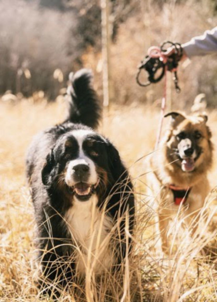 Seamus & Coco