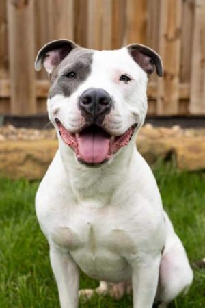 Seth, Adult Male Mixed Breed