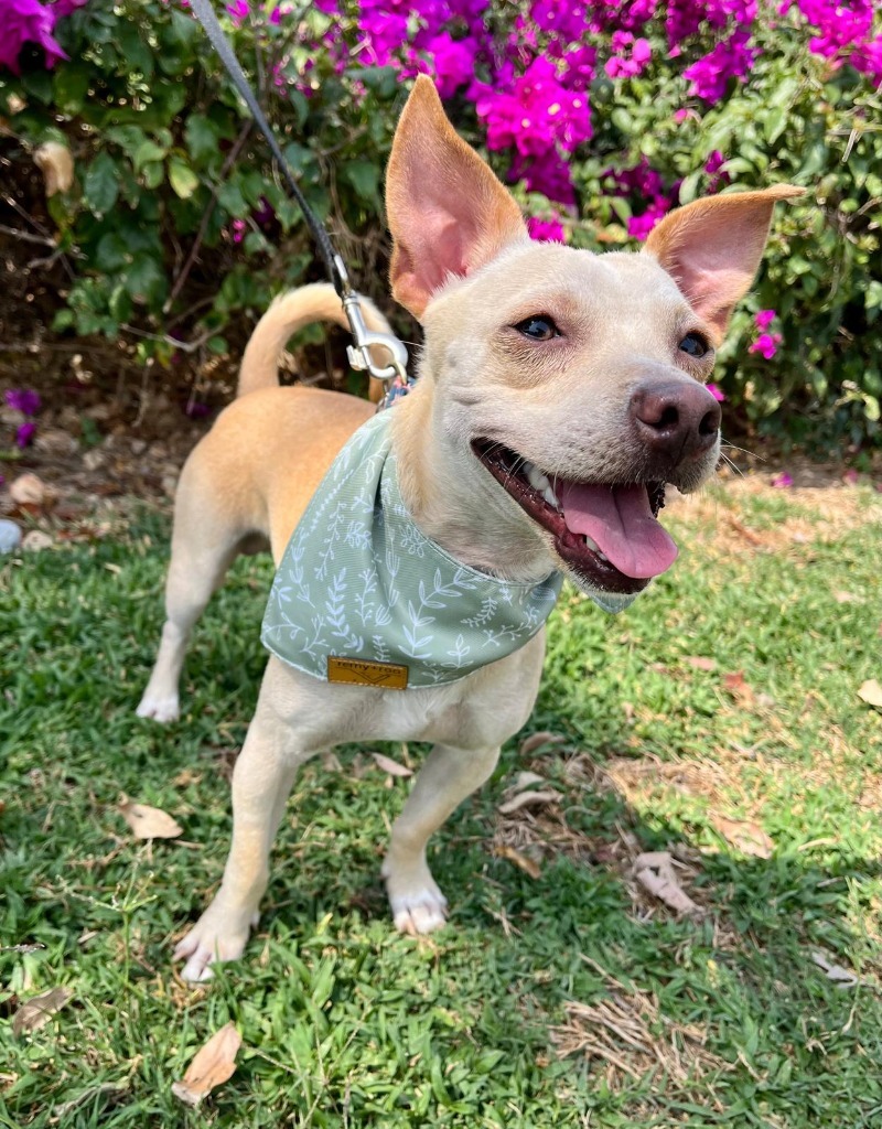 Max, an adoptable Corgi, Chihuahua in San Juan de Abajo, NAY, 63732 | Photo Image 1