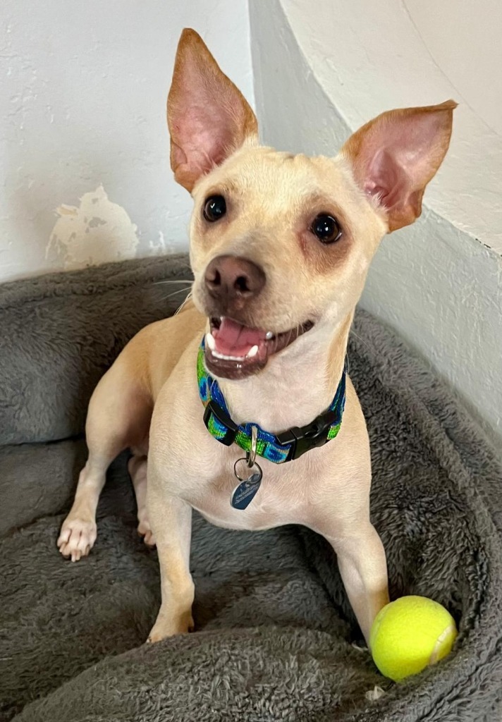 Max, an adoptable Corgi, Chihuahua in San Juan de Abajo, NAY, 63732 | Photo Image 1