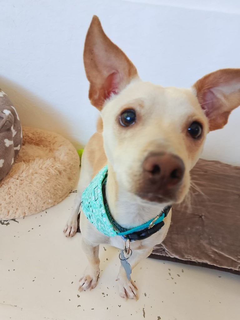 Max, an adoptable Corgi, Chihuahua in San Juan de Abajo, NAY, 63732 | Photo Image 2