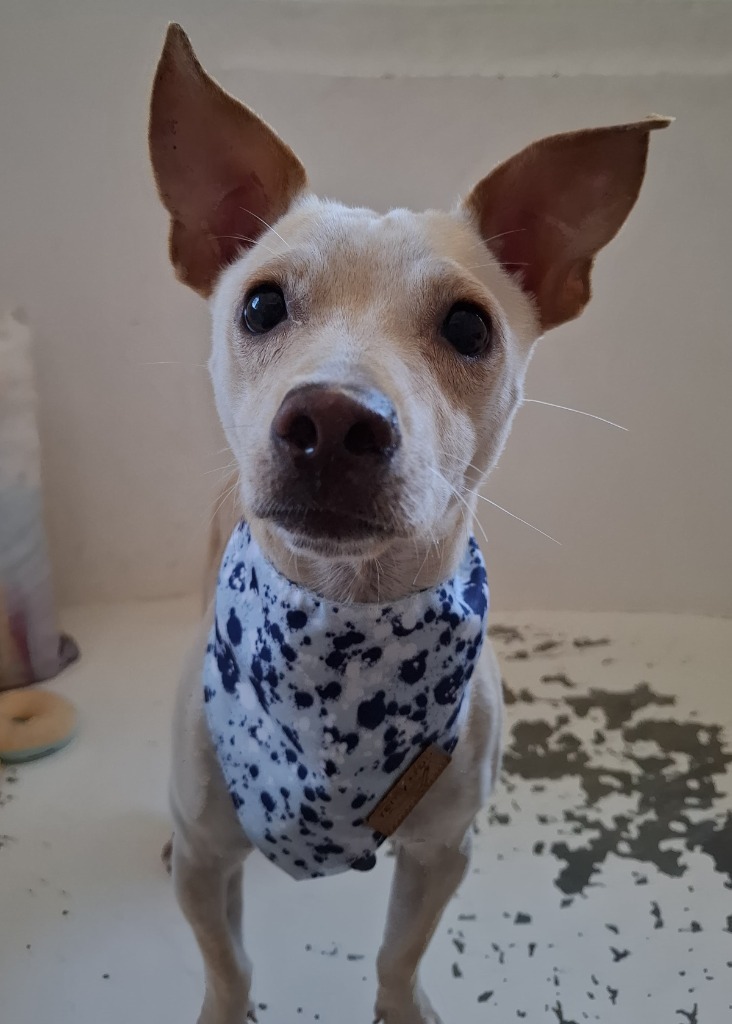 Max, an adoptable Corgi, Chihuahua in San Juan de Abajo, NAY, 63732 | Photo Image 3