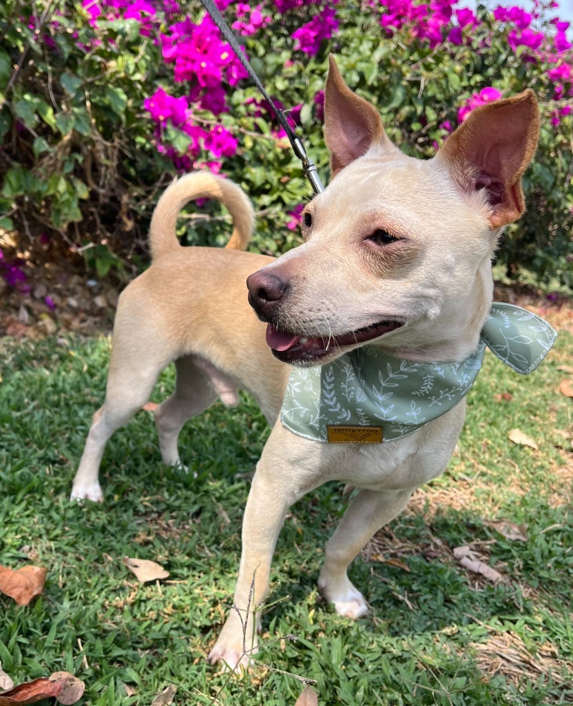 Max, an adoptable Corgi, Chihuahua in San Juan de Abajo, NAY, 63732 | Photo Image 4