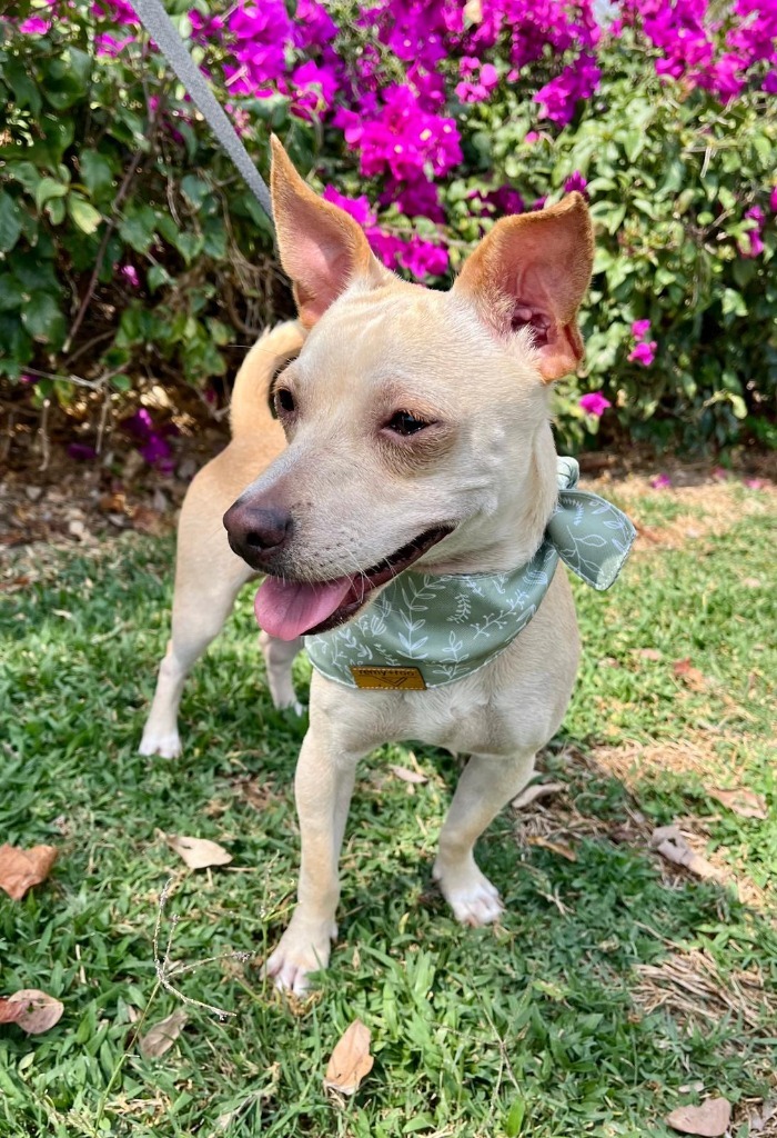 Max, an adoptable Corgi, Chihuahua in San Juan de Abajo, NAY, 63732 | Photo Image 5