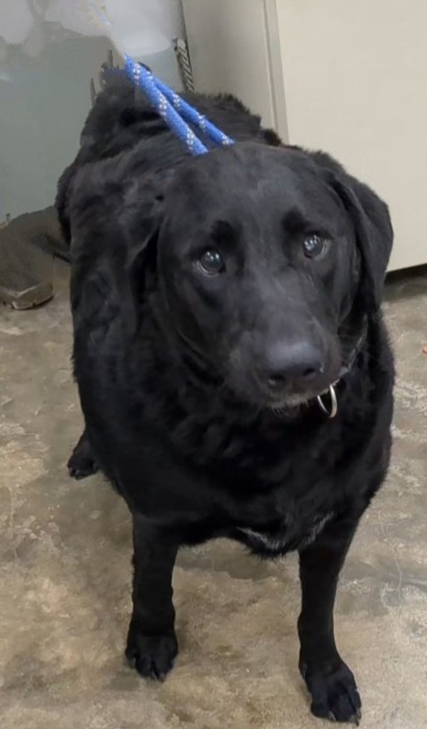 Bucky, an adoptable Labradoodle in Osage Beach, MO, 65020 | Photo Image 1