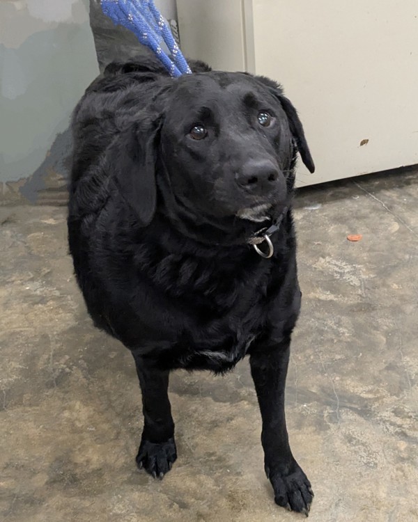 Bucky, an adoptable Labradoodle in Osage Beach, MO, 65020 | Photo Image 2