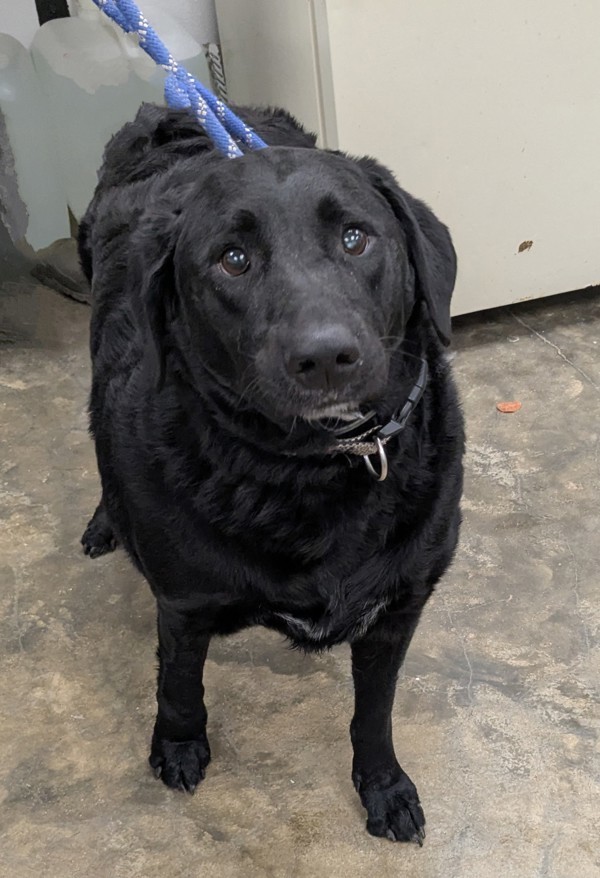 Bucky, an adoptable Labradoodle in Osage Beach, MO, 65020 | Photo Image 3