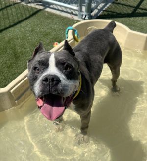 Tobias, Adult Male Pit Bull Terrier